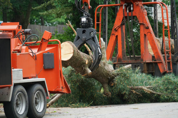 How Our Tree Care Process Works  in  Rich Hill, MO