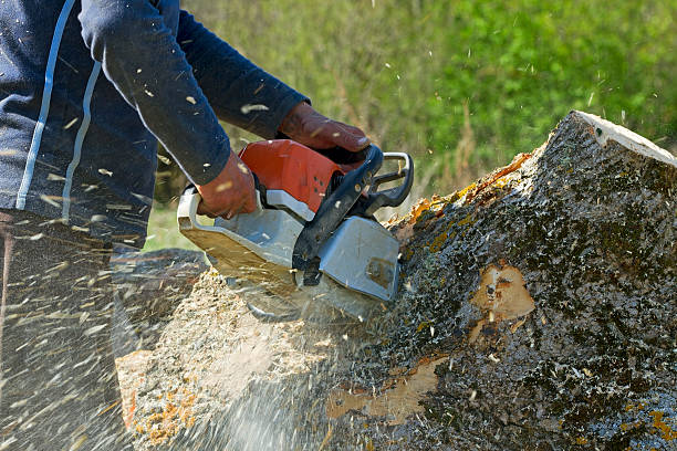 Rich Hill, MO Tree Removal Company